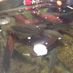 恵比須丸 - 一番大きな水槽にはたくさんのお魚がいます。