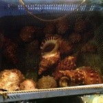 恵比須丸 - 貝もたくさん。