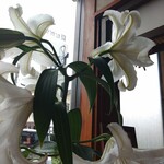 千奈利 - 百合の花