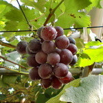 出山果樹園 - 大粒です