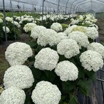 菓子工房 Lammin - 