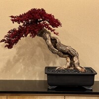 鮨 しづめ - 