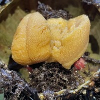 本店山科 - 