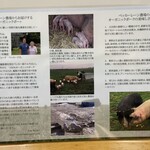 とんかつ 栄ちゃん - 