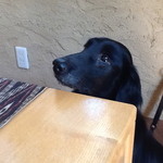 ドッグ&ベジレストラン トゥルシー - 2013/09