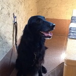 ドッグ&ベジレストラン トゥルシー - 2013/09