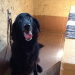 ドッグ&ベジレストラン トゥルシー - 2013/09