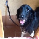 ドッグ&ベジレストラン トゥルシー - 2013/09