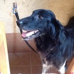 ドッグ&ベジレストラン トゥルシー - 2013/09