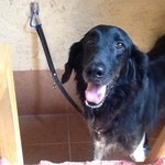 ドッグ&ベジレストラン トゥルシー - 2013/09