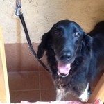 ドッグ&ベジレストラン トゥルシー - 2013/09