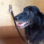 ドッグ&ベジレストラン トゥルシー - 2013/09