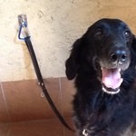 ドッグ&ベジレストラン トゥルシー - 2013/09