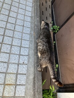 Onomichiramemmaruboshi - たまに猫に遭遇！