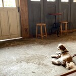 ミーティングハウス - 店内でくつろぐワンちゃん