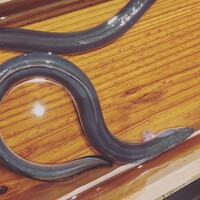 にょろ助 銀座 - 