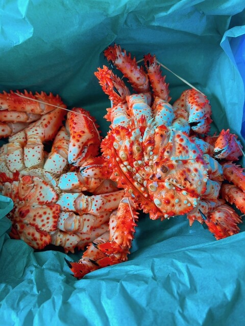 はなさきに、、、にんじん！、、、オヤジ、、、謀ったなぁ～～～ : カサイ商店の写真