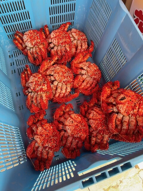 はなさきに、、、にんじん！、、、オヤジ、、、謀ったなぁ～～～ : カサイ商店の写真