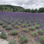 ファーム富田 - 