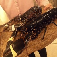 ボニュ - 