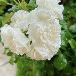 ソンブルイユ - お庭に咲いていたバラの花「ソンブルイユ」