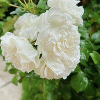 ソンブルイユ TOKYO - お庭に咲いていたバラの花「ソンブルイユ」
