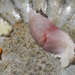 馳走 啐啄一十  - 