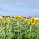 らー麺　Do・Ni・Bo - まだちょっと早いかぁ〜