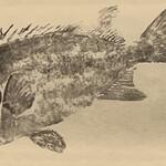 一期一会 よねさん - 