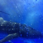美湾荘 - のとじま水族館にて、目玉のジンベイサメ。