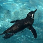 美湾荘 - ペンギンも元気に泳いでた。