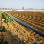 Toriyasu - 安心で安全な無農薬・減農薬野菜を使用しています。