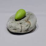 アルカナイズ - 