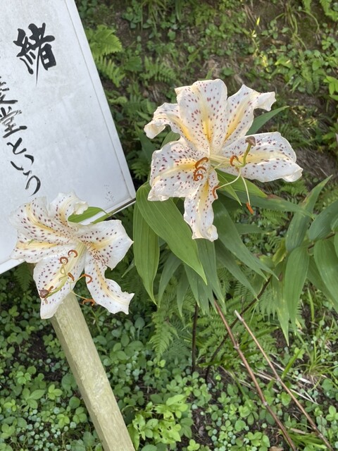 松栄堂 弁慶園 - 平泉（和菓子）の写真