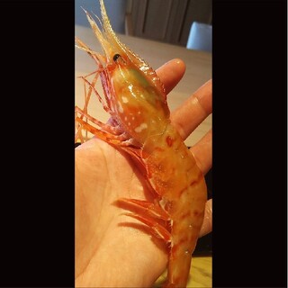 [Limited] Extra large button shrimp from Hokkaido