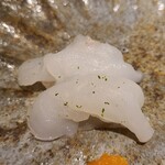 馳走 啐啄一十  - ⑥虎魚(広島県江田島産、3日寝かせ)
      体脂肪は5%位だがグルタミン酸がたっぷり
      15%放血、2℃冷やし込みの2日寝かせで更にアミノ酸が増え、上品かつジワッと膨らむ旨み&甘みが良い