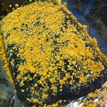 和菓子処 四代目 松川 - 夏限定のくずもち2013.8