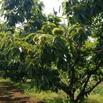 キッチン ブルー グローブ - 途中の畑に、大きな栗を発見！？