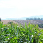 リーズカフェ - 美瑛の絶景を堪能～♪