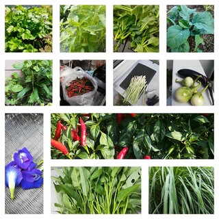 土作りからこだわる自家栽培の野菜やハーブを使い本場の味を再現