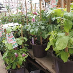 麺処 晴 - おまけ：入谷朝顔市