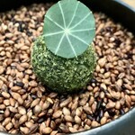 レヴォ - 甘鯛とじゃがいもブランダードのクロケット