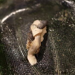 にぎり鮨 一五〇 - コハダ