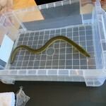 プレゼンテ スギ - 