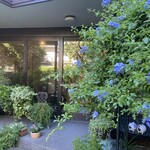 カフェ ノースライト - 外観　入口　ルリマツリの花が見事