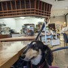 Deco’s Dog Cafe - 