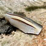 千葉たかおか - 小鰭