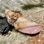 千葉たかおか - 蛤