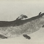 一期一会 よねさん - 