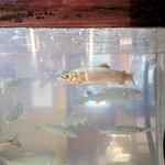 郷土料理ともん - 黄斑という黄色い線は天然鮎の目印のひとつです。が、最近では黄斑を出す養殖も行われている模様。